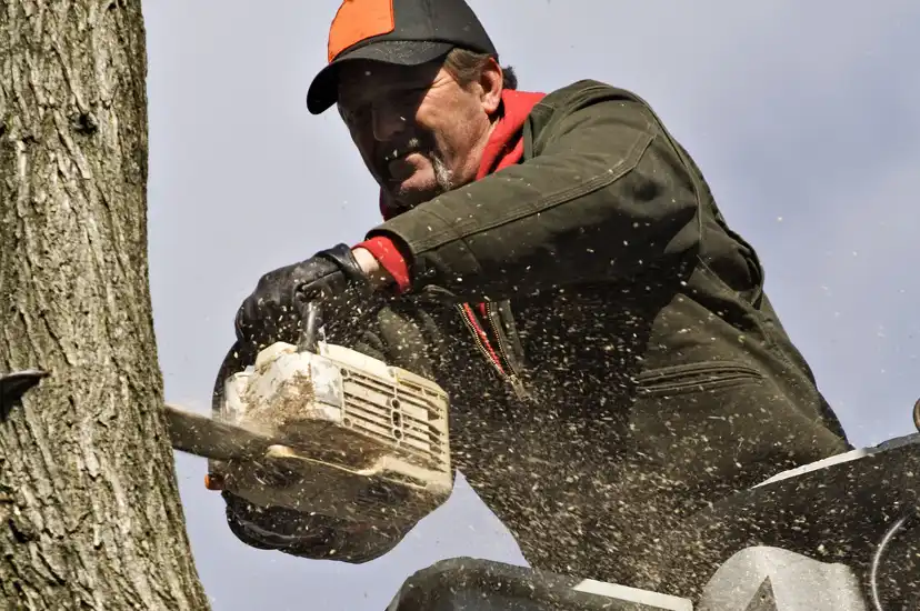 Tree Removal Service